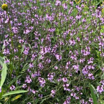 Verbena officinalis Bampton Verbena officinalis Bampton
