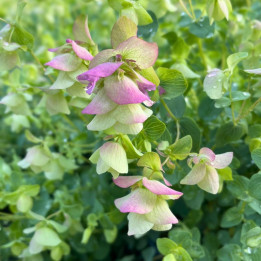 Fleur de l'Origanum Kent Beauty