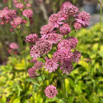 Floraison de l'Astrantia major Cerise Button Floraison de l'Astrantia major Cerise Button
