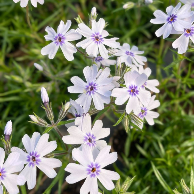 Fleurs du Phlox subulata Bavaria Fleurs du Phlox subulata Bavaria