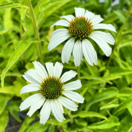Echinacea purpurea Avalanche