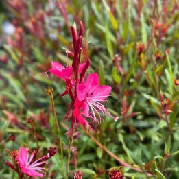 Fleur de la Gaura Belleza Dark Pink