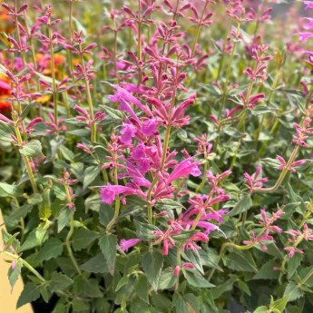 Fleurs de l'Agastache Summerlong Lilac Fleurs de l'Agastache Summerlong Lilac