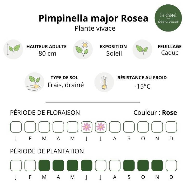 Pimpinella major Rosea - caractéristique