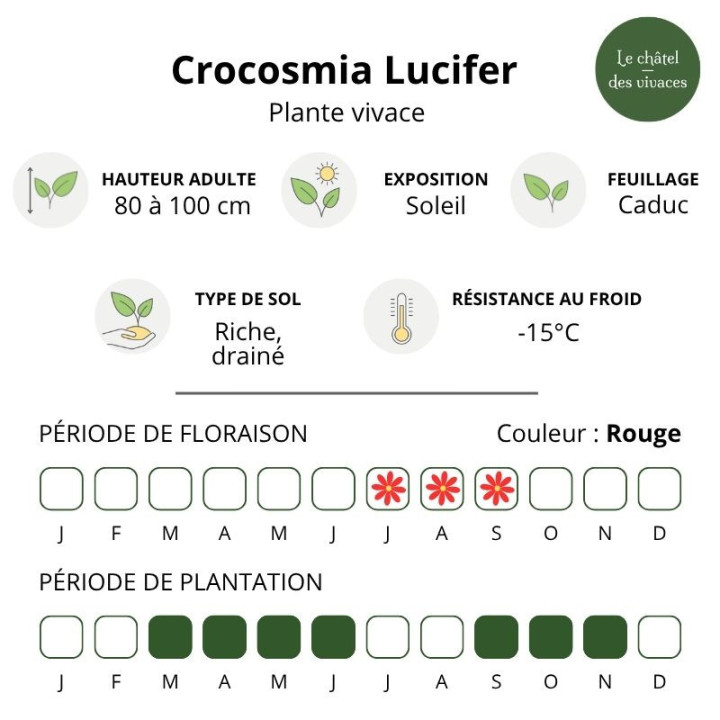 Crocosmia Lucifer