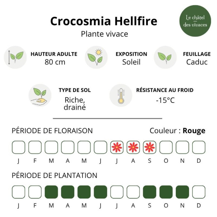 Crocosmia Hellfire caractéristique