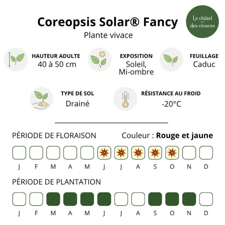Coreopsis grandiflora Solar®Fancy caractéristique
