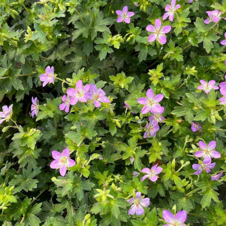 Géranium Fay Anna en fleurs