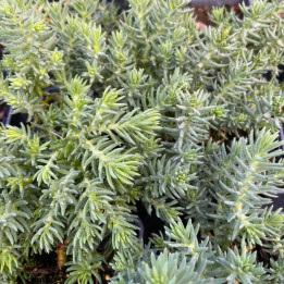 Feuillage du Sedum relexum Blue Spruce