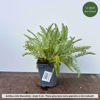 Achillea Little Moonshine - Pot
