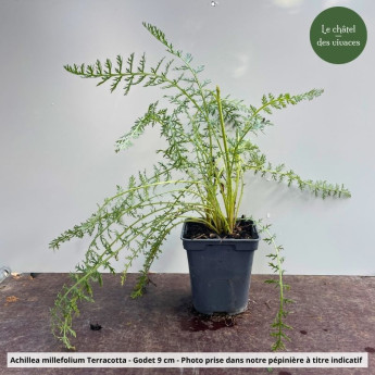 Achillea millefolium Terracotta - Pot Achillea millefolium Terracotta - Pot