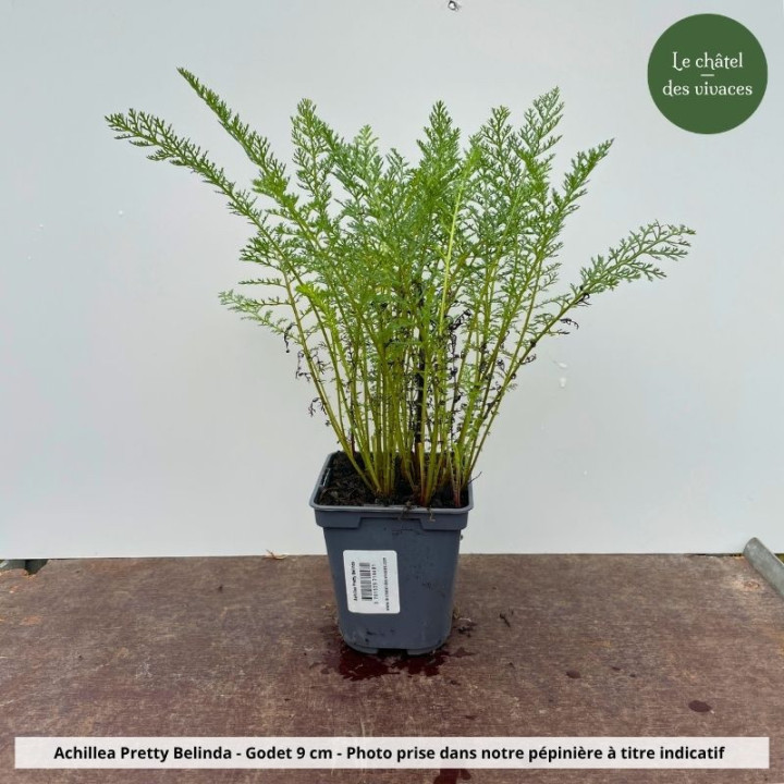 Achillea Pretty Belinda - Pot