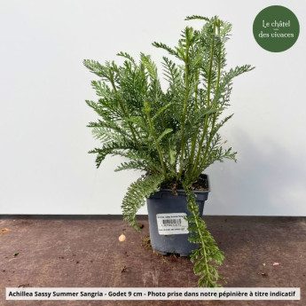 Achillea Sassy Summer Sangria - Pot Achillea Sassy Summer Sangria - Pot