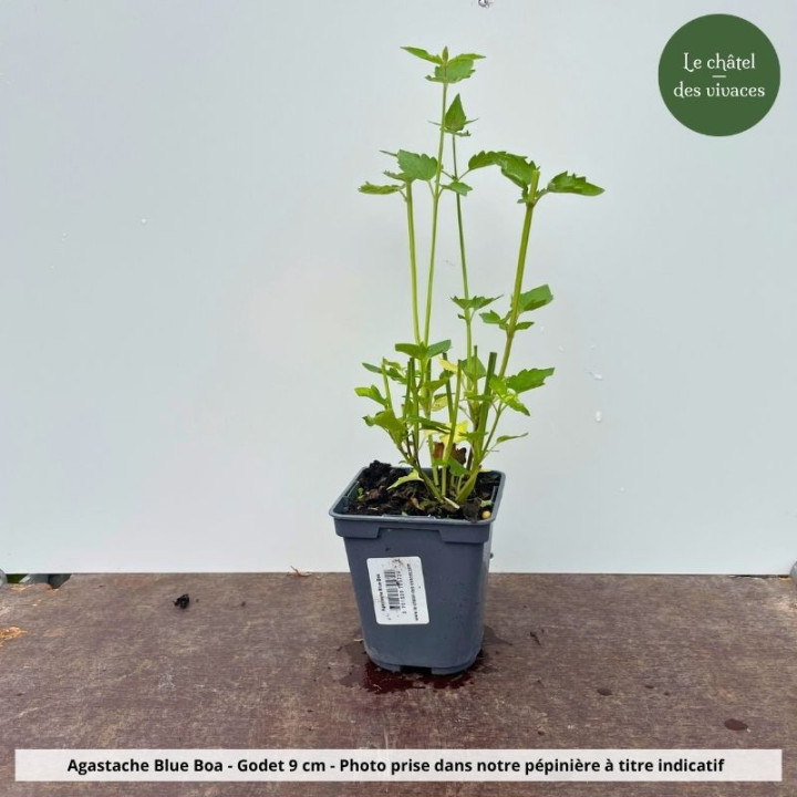 Agastache Blue Boa - Pot