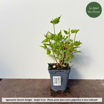 Agastache Danish Delight - Pot