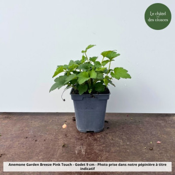 Godet de 9 cm de l'Anemone Garden Breeze Pink Touch Godet de 9 cm de l'Anemone Garden Breeze Pink Touch
