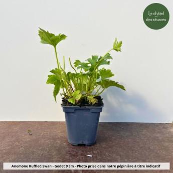 Anemone Ruffled Swan - Pot
