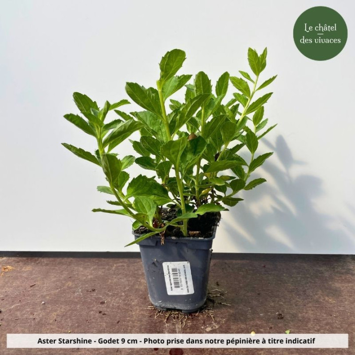 Aster ageratoides Starshine - Pot