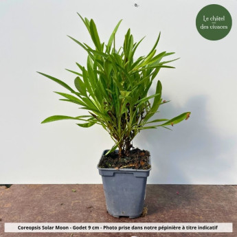 Coreopsis grandiflora Solar® Moon - Pot Coreopsis grandiflora Solar® Moon - Pot