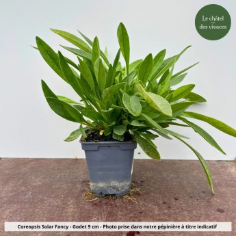 Coreopsis grandiflora Solar®Fancy - Pot Coreopsis grandiflora Solar®Fancy - Pot
