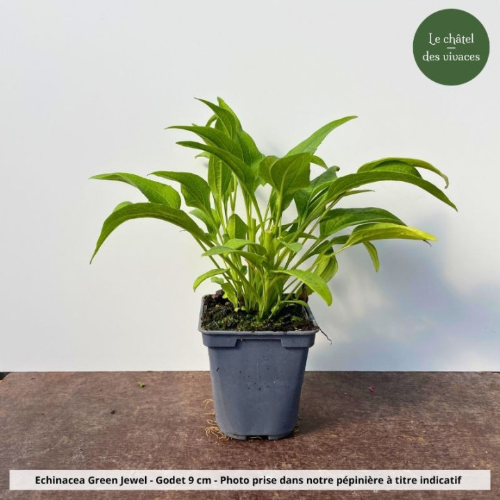 Echinacea purpurea Green Jewel - Pot