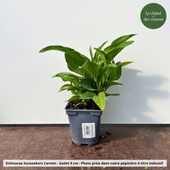 Echinacea Sunseekers Carmin - Pot Echinacea Sunseekers Carmin - Pot