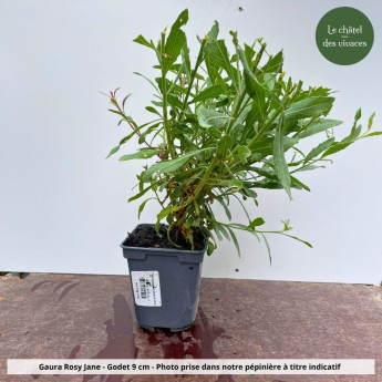 Gaura Rosy Jane - Pot Gaura Rosy Jane - Pot