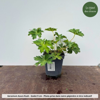 Geranium Azure Rush - Pot Geranium Azure Rush - Pot