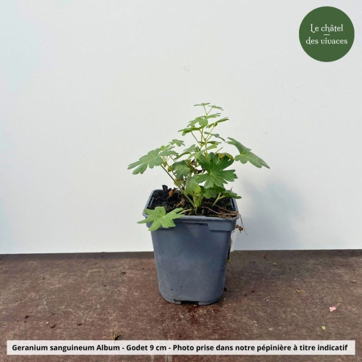 Geranium sanguineum Album - Pot