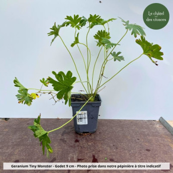 Geranium Tiny Monster - Pot