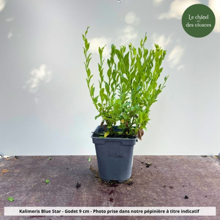 Kalimeris incisa Blue Star - Pot