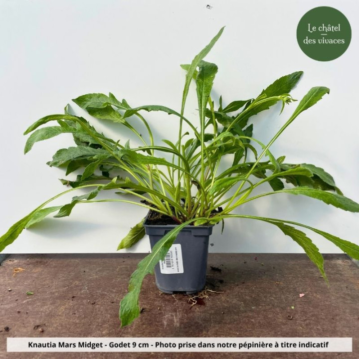 Knautia macedonica Mars Midget - Pot