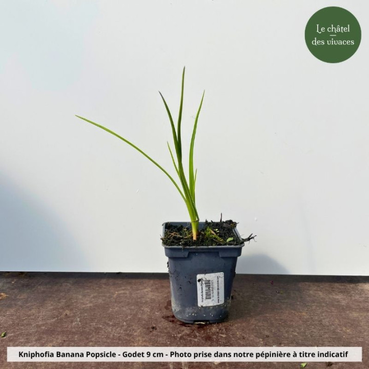Kniphofia Banana Popsicle - Pot