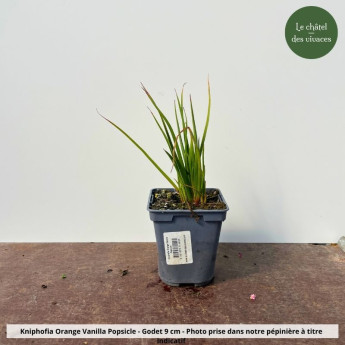 Kniphofia Orange Vanilla Popsicle - Pot Kniphofia Orange Vanilla Popsicle - Pot