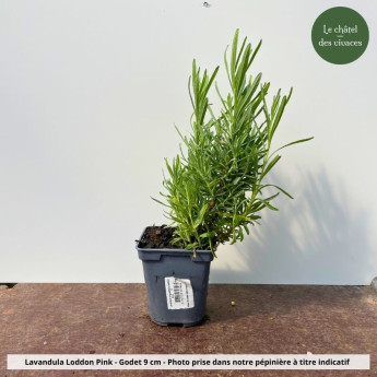 Lavandula angustifolia Loddon Pink - Pot