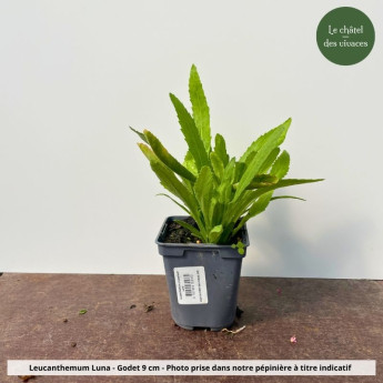 Leucanthemum x superbum Luna - Pot