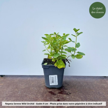 Nepeta Serene Wild Orchid - Pot Nepeta Serene Wild Orchid - Pot