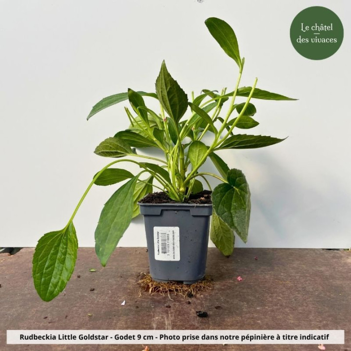 Rudbeckia Little Goldstar - Pot