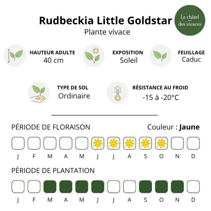 Caractéristiques du Rudbeckia Little Goldstar