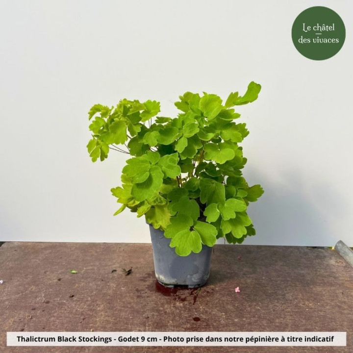 Thalictrum Black Stockings - Pot