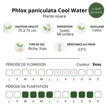 Caractéristiques du Phlox paniculata Cool Water