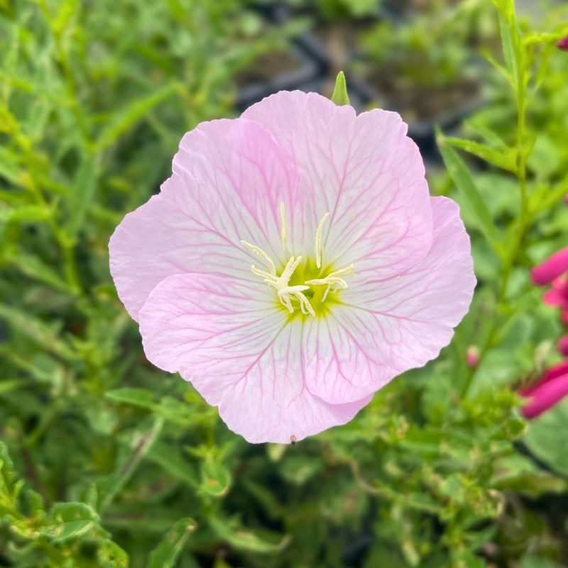 Fleurs de l'Oenothera speciosa Siskiyou Pink