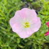 Oenothera speciosa Siskiyou Pink
