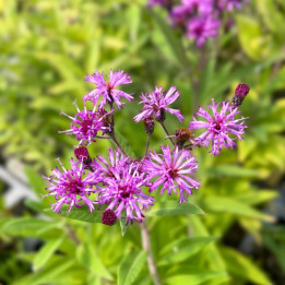 Fleurs de la Vernonia crinita Mammuth