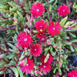 Floraison du Delosperma Desert Dancers Red