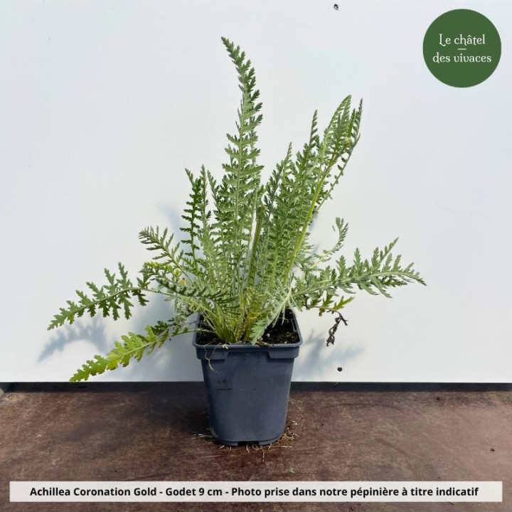 Achillea filipendulina Coronation Gold - Pot