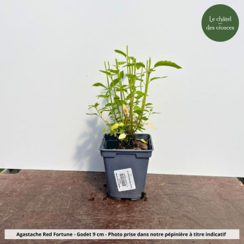 Agastache mexicana Red Fortune - Pot
