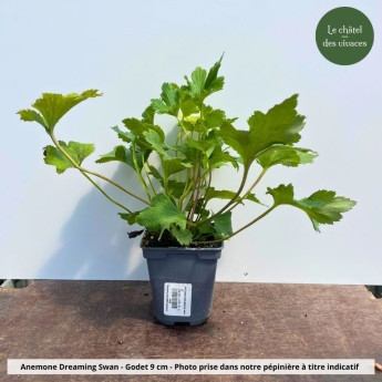 Anemone japonica Dreaming Swan - Pot Anemone japonica Dreaming Swan - Pot