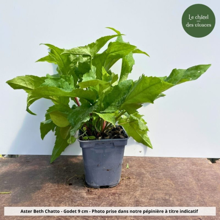 Aster divaricatus Beth Chatto - Pot
