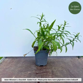 Aster novi-belgii Winston S. Churchill - Pot Aster novi-belgii Winston S. Churchill - Pot